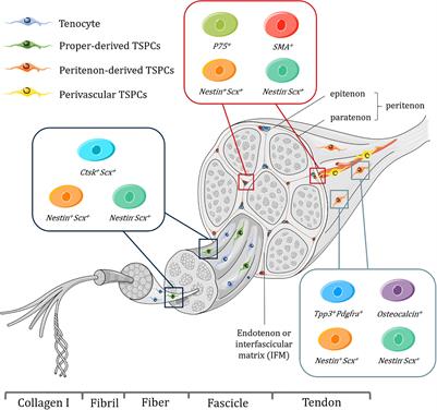 Tendon Stem/Progenitor Cell Subpopulations and Their Implications in Tendon Biology